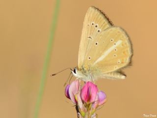 ? Agro Tr (Tanmsz) (Agrodiaetus sp.)