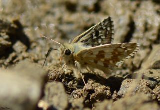 Alada Zpzp (Pyrgus aladaghensis)