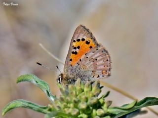 Kafkasya Gelincii (Tomares callimachus)