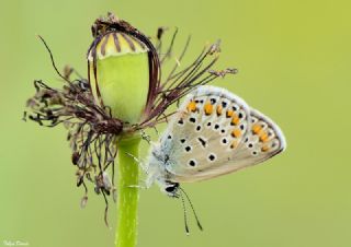 Doulu Esmergz (Plebejus carmon)