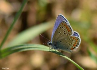 Anadolu Esmergz (Plebejus modicus)