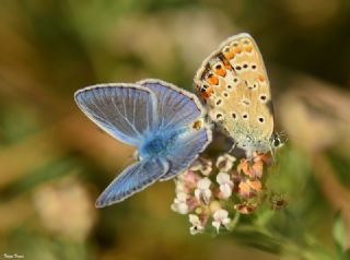 okgzl Mavi (Polyommatus icarus)