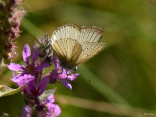 okgzl Anadolu Beyaz (Polyommatus menalcas)