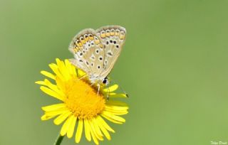 okgzl Mavi (Polyommatus icarus)