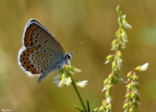 Gm Lekeli Esmergz (Plebejus argus)