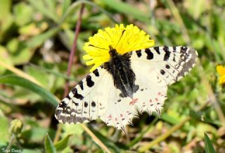 Orman Fistosu (Allancastria  cerisyi)