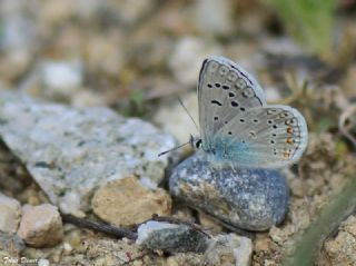 okgzl Kk Turan Mavisi (Polyommatus cornelius)