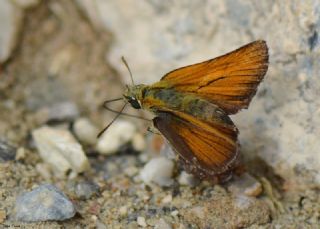 Sar Antenli Zpzp (Thymelicus sylvestris)