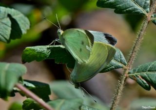 Byk Beyazmelek  (Pieris brassicae)