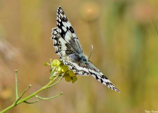 Anadolu Melikesi (Melanargia larissa)