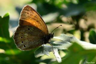 Kaya Esmeri (Kirinia clymene)