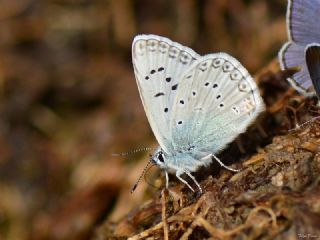 okgzl Edon Mavisi (Polyommatus aedon)