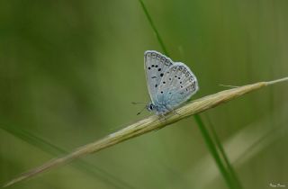 okgzl Edon Mavisi (Polyommatus aedon)