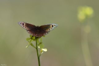 Uygur Gzelesmeri (Proterebia afra)