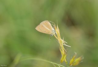 ? Agro Tr (Tanmsz) (Agrodiaetus sp.)