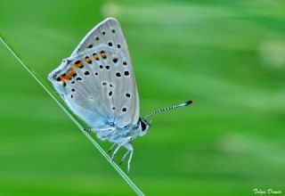 Byk Mor Bakr Gzeli (Lycaena alciphron)