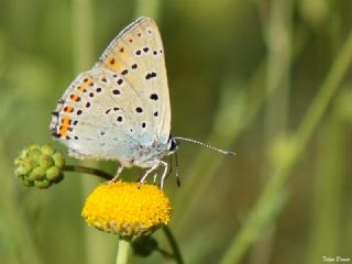 Byk Mor Bakr Gzeli (Lycaena alciphron)