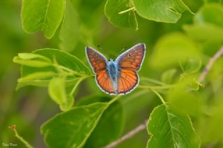 Byk Mor Bakr Gzeli (Lycaena alciphron)