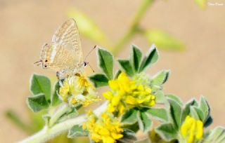 Lampides (Lampides boeticus)