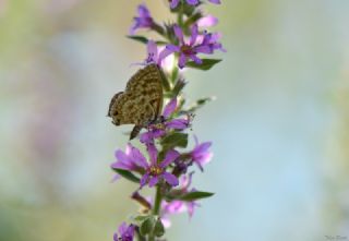 Mavi Zebra (Leptotes pirithous)