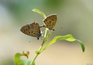Mavi Zebra (Leptotes pirithous)