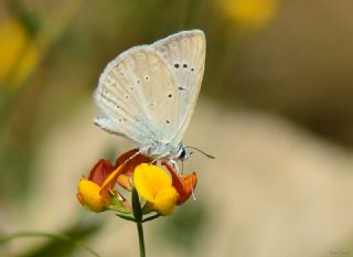 Ali Balinin okgzls (Polyommatus alibalii)