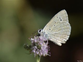 Ali Balinin okgzls (Polyommatus alibalii)