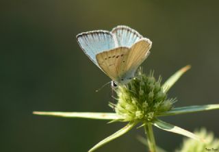 Ali Balinin okgzls (Polyommatus alibalii)