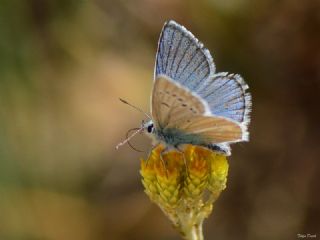 okgzl figenya (Polyommatus iphigenia)