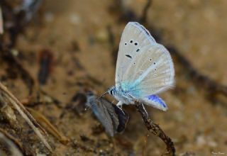 Lacivert Anadolu okgzls (Polyommatus actis )