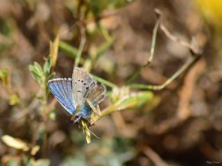 okgzl figenya (Polyommatus iphigenia)
