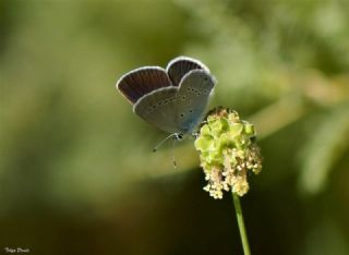 Minik Kupid (Cupido minimus)