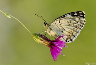 Akdeniz Melikesi (Melanargia titea)
