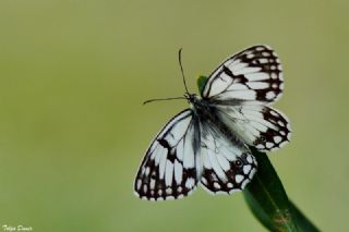 Akdeniz Melikesi (Melanargia titea)