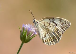 Akdeniz Melikesi (Melanargia titea)