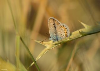 Gm Lekeli Esmergz (Plebejus argus)