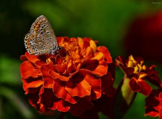 okgzl Mavi (Polyommatus icarus)