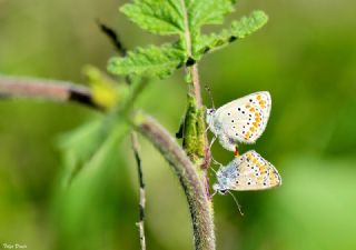 okgzl Esmer (Aricia agestis)