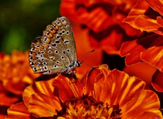 okgzl Mavi (Polyommatus icarus)