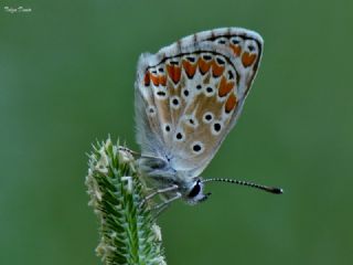 okgzl Esmer (Aricia agestis)