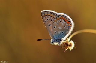 okgzl Mavi (Polyommatus icarus)