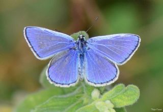 okgzl Mavi (Polyommatus icarus)