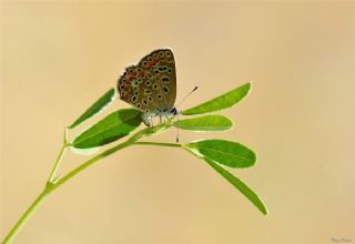 okgzl Mavi (Polyommatus icarus)