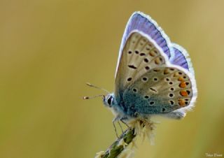 okgzl Mavi (Polyommatus icarus)