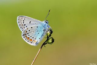 okgzl Mavi (Polyommatus icarus)