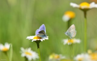 �okg�zl� Mavi&nbsp;(Polyommatus&nbsp;icarus)