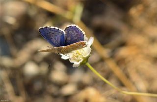 okgzl Gk Mavisi (Polyommatus bellargus)