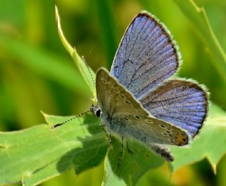 okgzl Amanda (Polyommatus amandus)