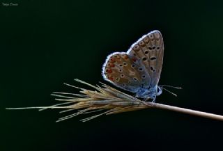 okgzl Gk Mavisi (Polyommatus bellargus)