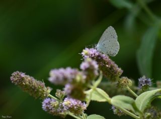 Kutsal Mavi (Celastrina argiolus)